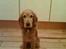 Cocker spaniel *William* Er aflivet !:( - Fra den 16/1-2006.