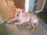 Blanding af racer Nala