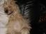 Pyrenæisk hyrdehund Diva