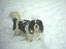 Cavalier king charles spaniel Sofus (død 8 / 6 - 08)