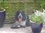 Cocker spaniel Balder - <3
