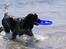 Cocker spaniel Balder - <333