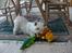 West highland white terrier Dodo KALDET TILDE  R-I-P
