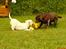West highland white terrier Dodo KALDET TILDE  R-I-P