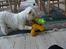 West highland white terrier Dodo KALDET TILDE  R-I-P