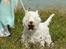 West highland white terrier Dodo KALDET TILDE  R-I-P