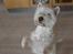 West highland white terrier Dodo KALDET TILDE  R-I-P