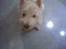 West highland white terrier Dodo KALDET TILDE  R-I-P