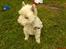West highland white terrier Dodo KALDET TILDE  R-I-P
