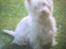 West highland white terrier Dodo KALDET TILDE  R-I-P