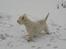 West highland white terrier Dodo KALDET TILDE  R-I-P