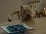 West highland white terrier Dodo KALDET TILDE  R-I-P