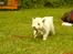 West highland white terrier Dodo KALDET TILDE  R-I-P