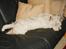 West highland white terrier Dodo KALDET TILDE  R-I-P