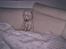 West highland white terrier Dodo KALDET TILDE  R-I-P