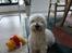 West highland white terrier Dodo KALDET TILDE  R-I-P