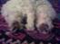 West highland white terrier Dodo KALDET TILDE  R-I-P
