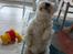 West highland white terrier Dodo KALDET TILDE  R-I-P