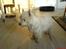 West highland white terrier Dodo KALDET TILDE  R-I-P