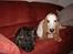 Basset hound Walter  R.I.P - walter med sin "lillesøster" Felicia