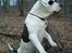 Blanding af racer Carlos *død* - en marekatansk watchdog