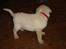 Blanding af racer Nala - Hallo hvor bliver i a