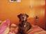 Labrador retriever Tilde