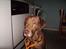 Labrador retriever Tilde