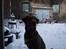 Labrador retriever Tilde