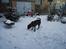 Labrador retriever Tilde