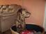 Labrador retriever Tilde