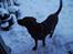 Labrador retriever Tilde