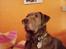 Labrador retriever Tilde