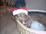 Labrador retriever Tilde