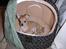 Chihuahua Samson