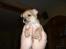 Chihuahua Samson