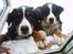 Berner sennenhund Lonnie - Får vi en godbid ???