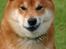 Shiba  - Luie *R.I.P* - * Nyt - Hmmm., jeg er meget farlig-. ;o)´