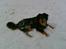 Blanding af racer Basse R.I.P - Leger igen snehund
