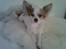 Chihuahua Zaki