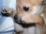 Chihuahua Samson