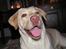Labrador retriever Fie - Smiiiil
