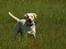 Labrador retriever Fie - Tosafoto