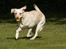 Labrador retriever Fie - Grrrrr, jeg er farlig