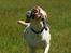 Labrador retriever Fie - Tosafoto