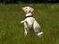 Labrador retriever Fie - Tosafoto