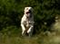 Labrador retriever Fie - Fie i fuld firspring.....billed taget af Tosafoto