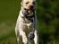 Labrador retriever Fie - Tosafoto