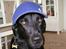 Labrador retriever Viggo    R.I.P   6-1-2010 - her er jeg så som hip-hop hund!