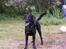 Labrador retriever Viggo    R.I.P   6-1-2010 - er ude og lege, det bedste jeg ved..
